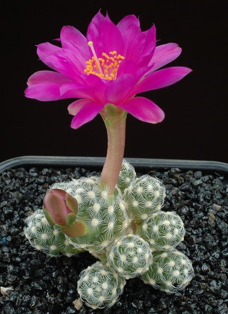 mammillaria_haudeana